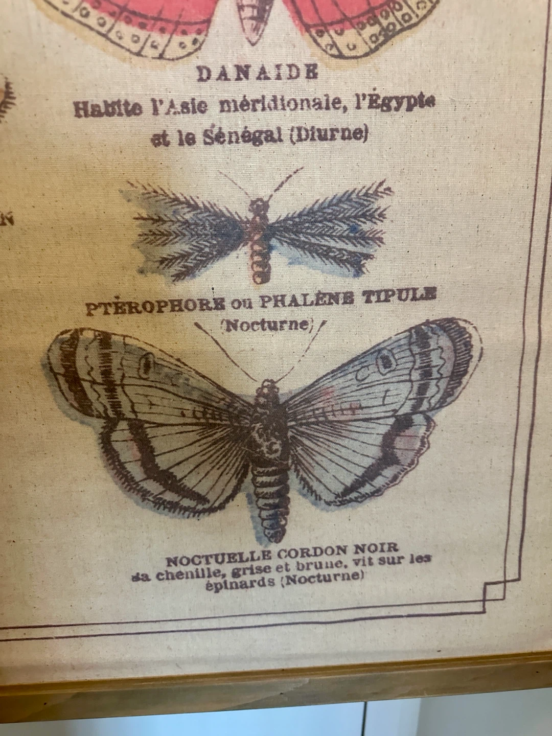 VINTAGE SCIENTIFIC BUTTERFLY ART WORK DRAWING - photo 2
