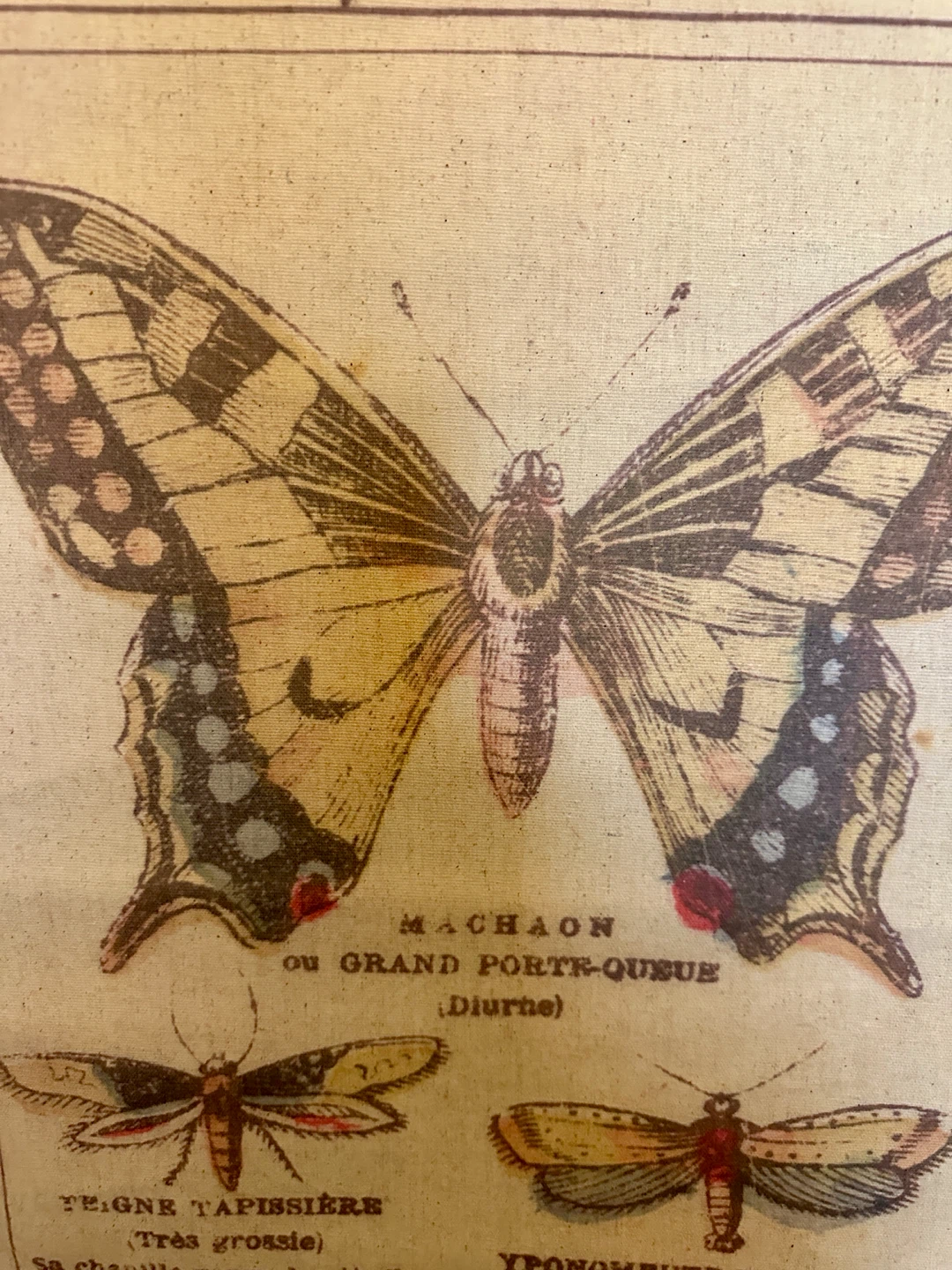 VINTAGE SCIENTIFIC BUTTERFLY ART WORK DRAWING - photo 3