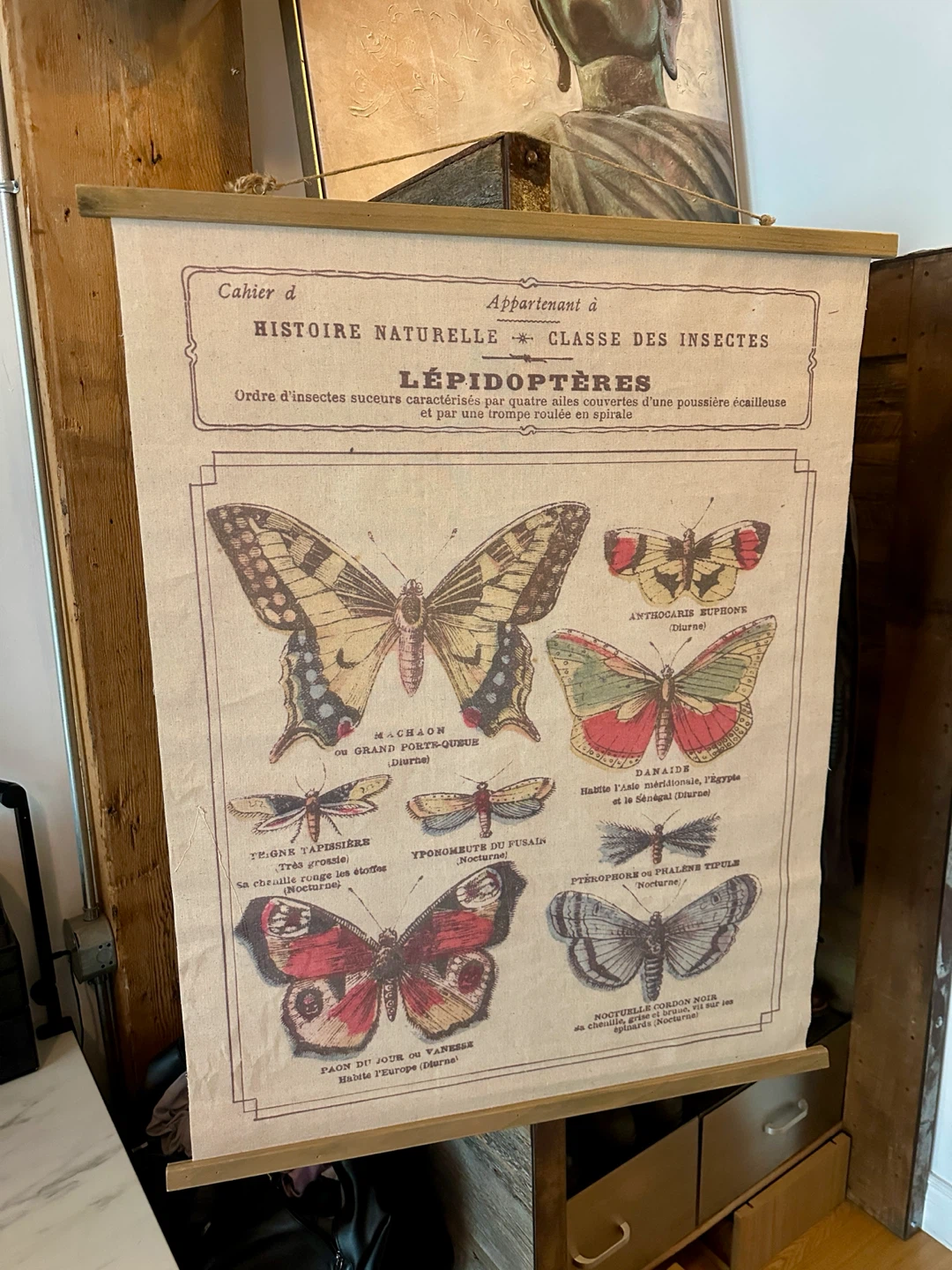 VINTAGE SCIENTIFIC BUTTERFLY ART WORK DRAWING - photo 5