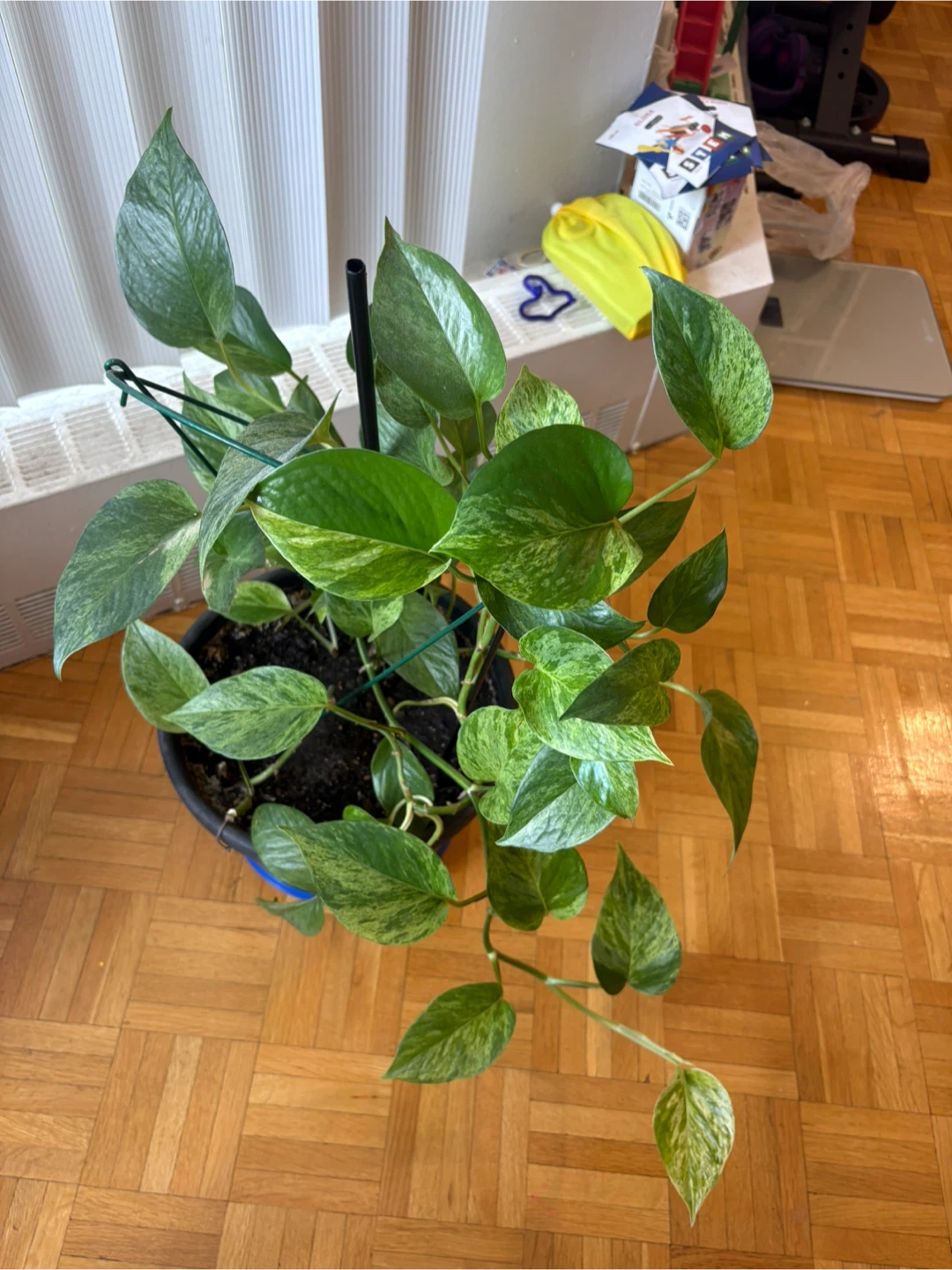 Pothos plant in black pot - photo 2