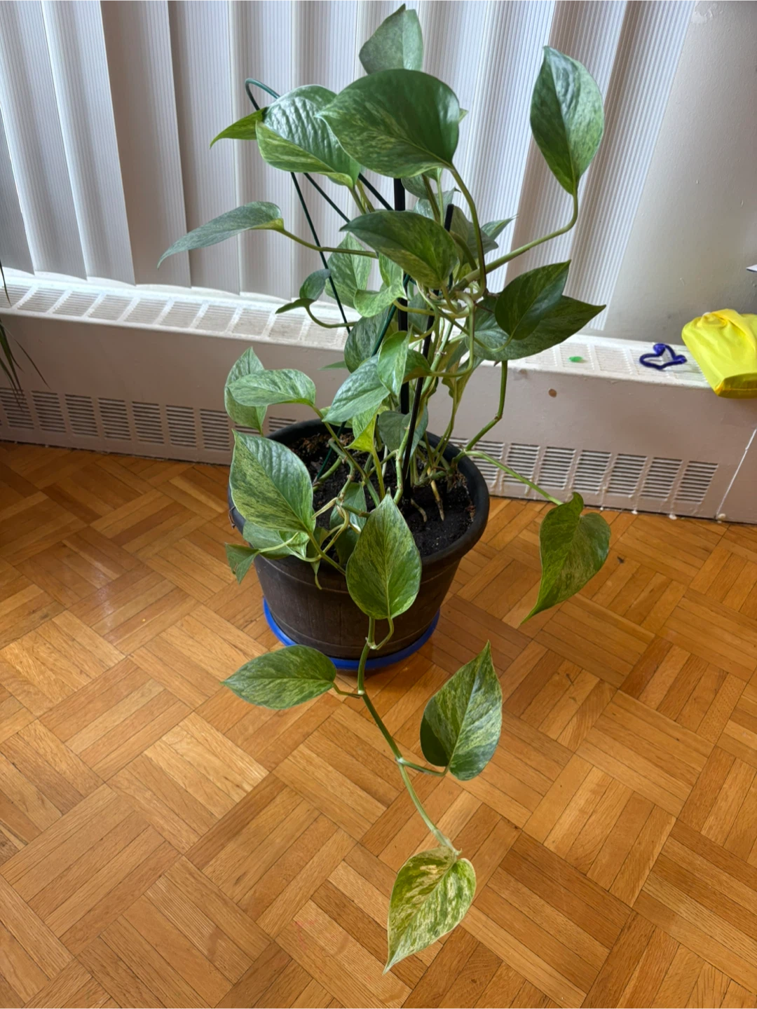 Pothos plant in black pot