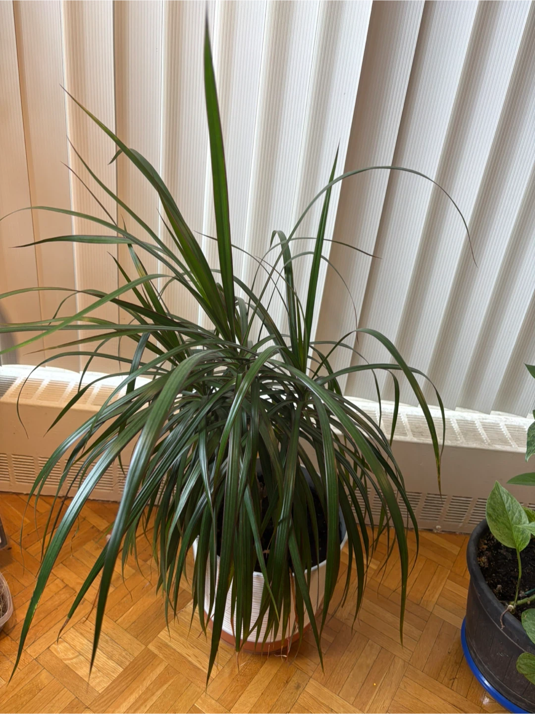 Spider Plants - photo 2
