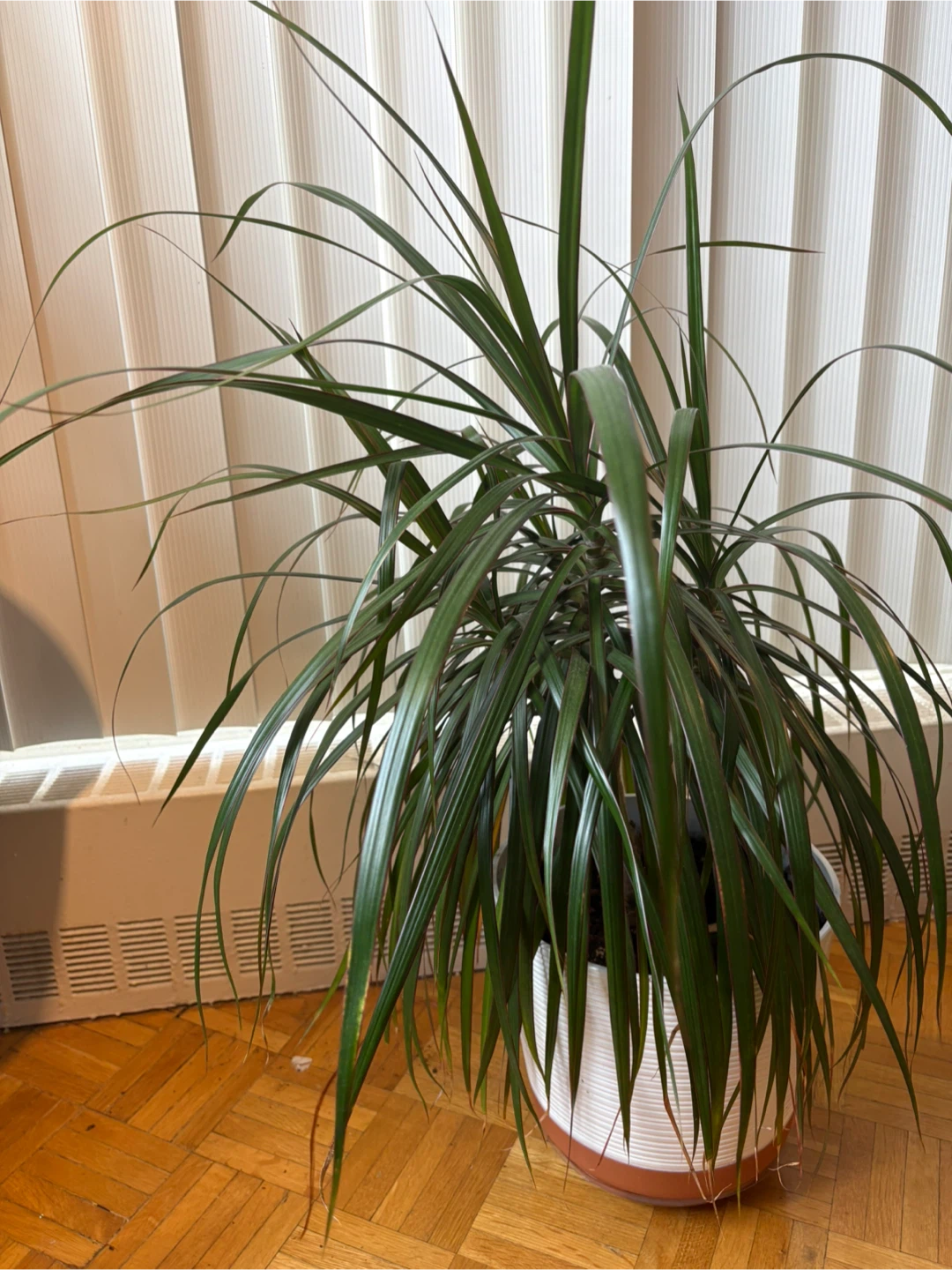 Spider Plants