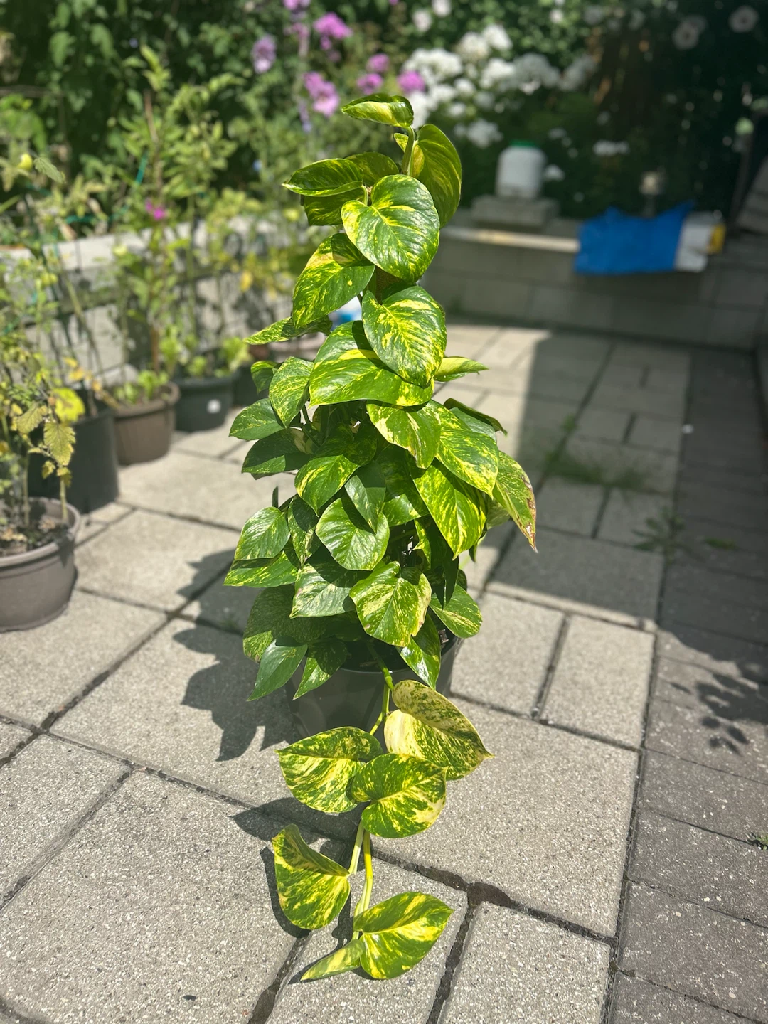 Variegated Pothos Plant with Moss Pole