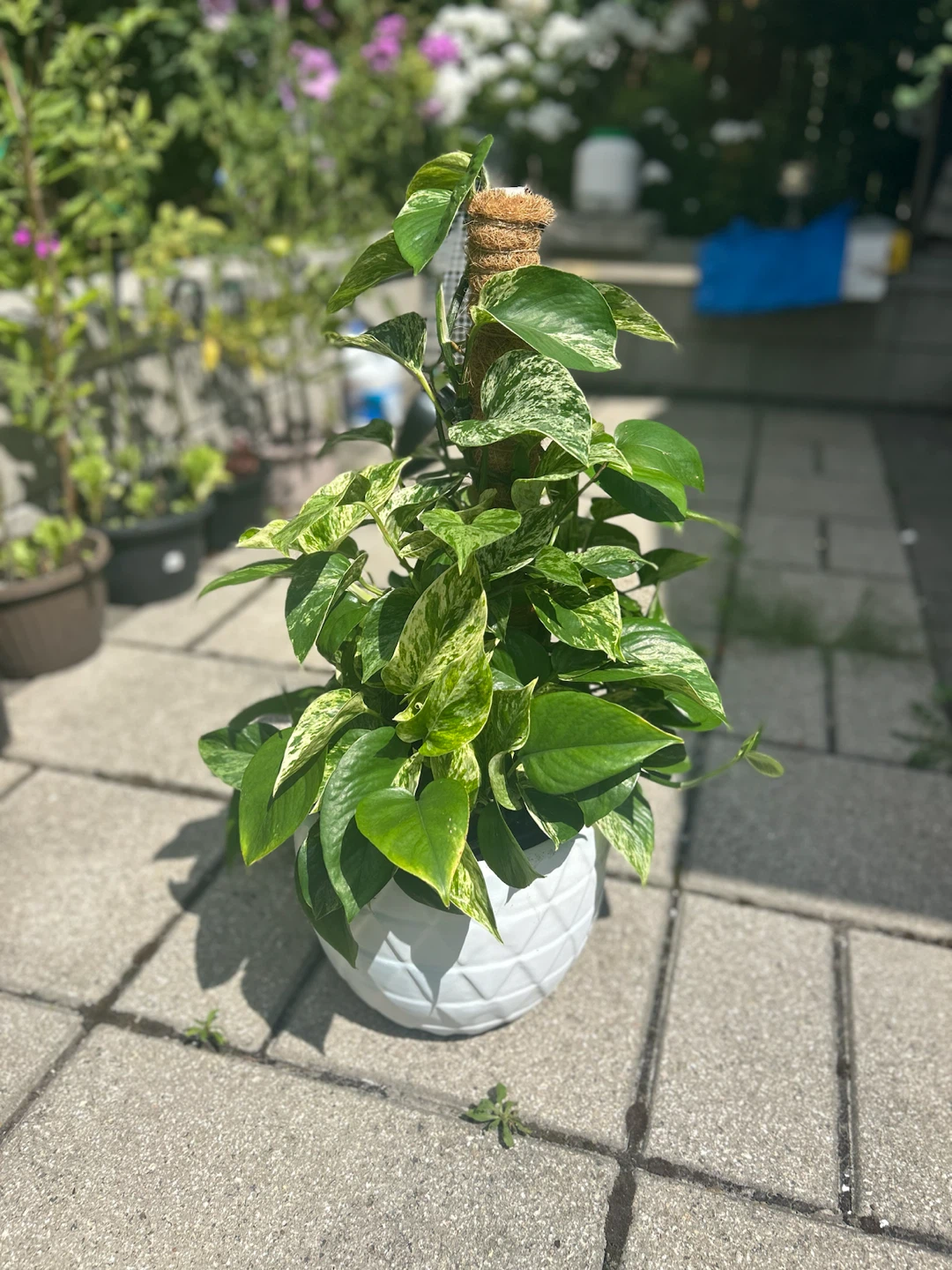 Variegated Pothos Plant with Moss Pole - photo 2