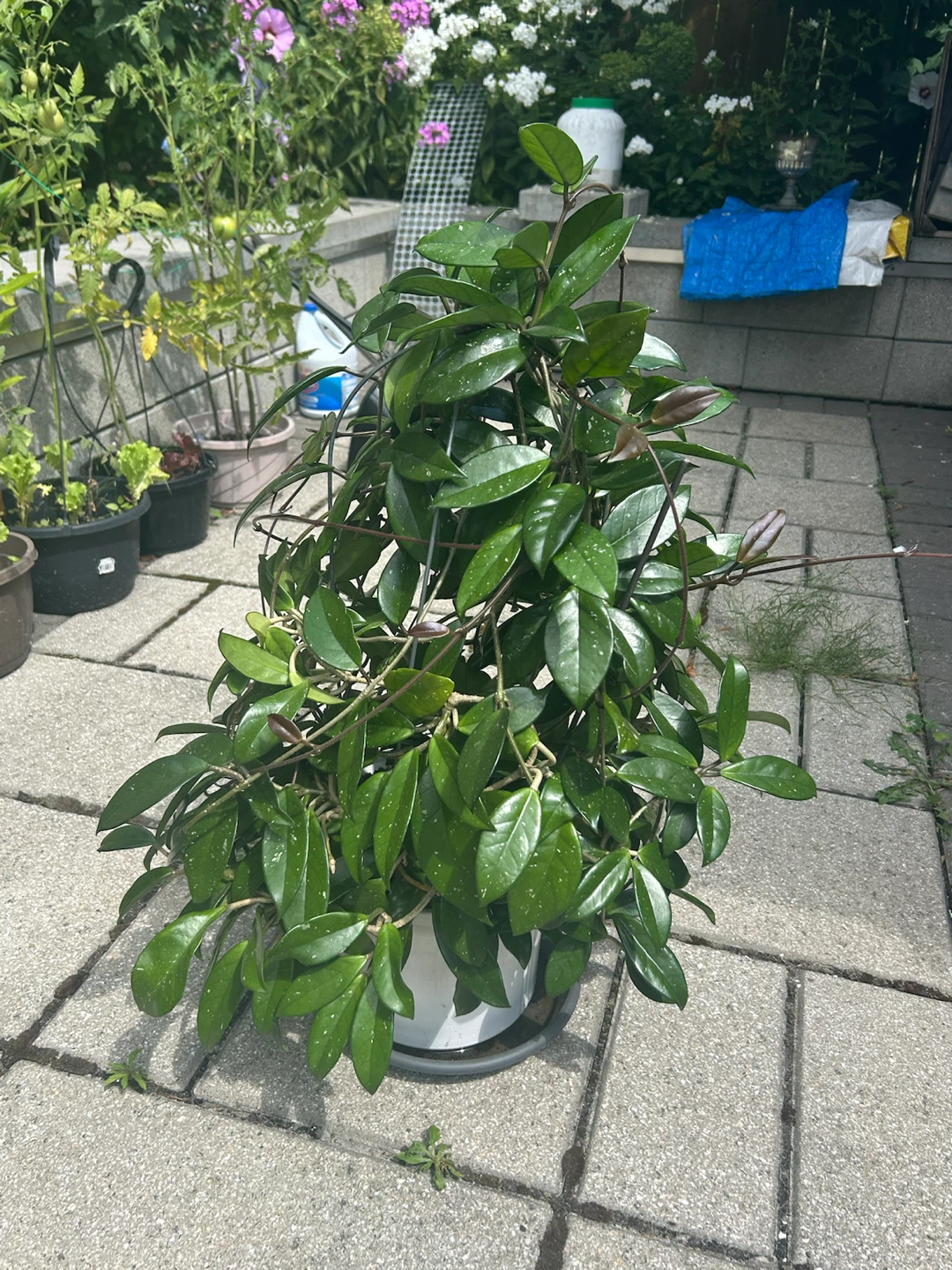 Hoya Carnosa Potted Plant