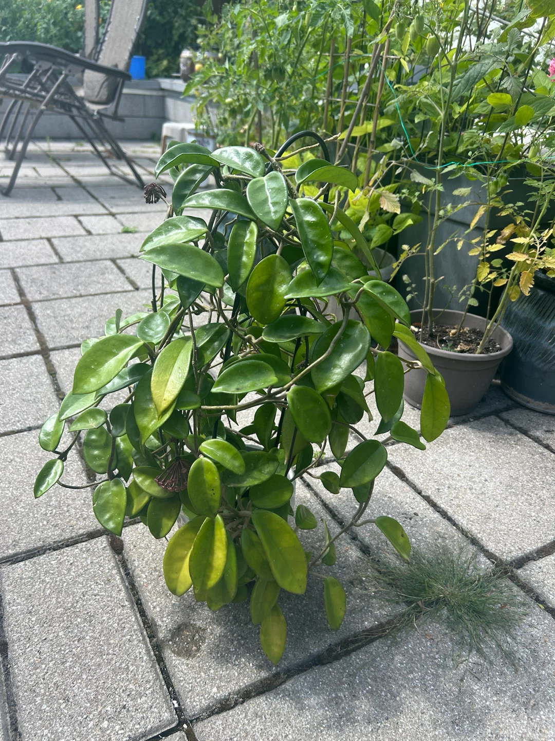 Hoya Carnosa Houseplant with Trellis