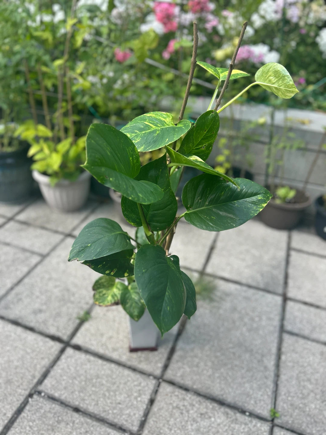 Hawaiin Photos Plant - photo 2
