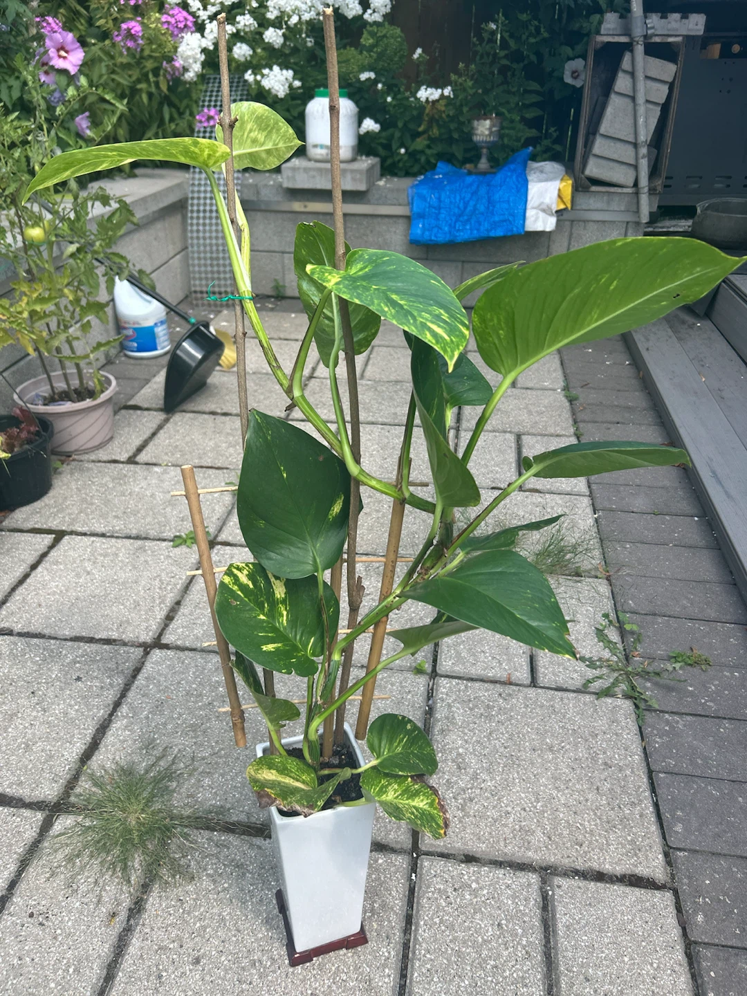 Hawaiin Photos Plant - photo 3