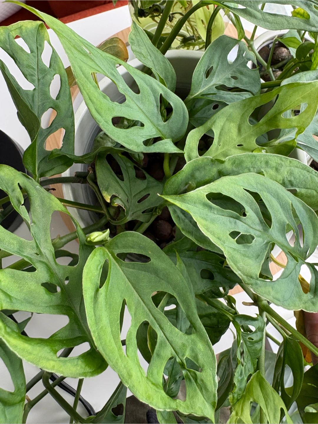 Monstera Adansonii Cuttings