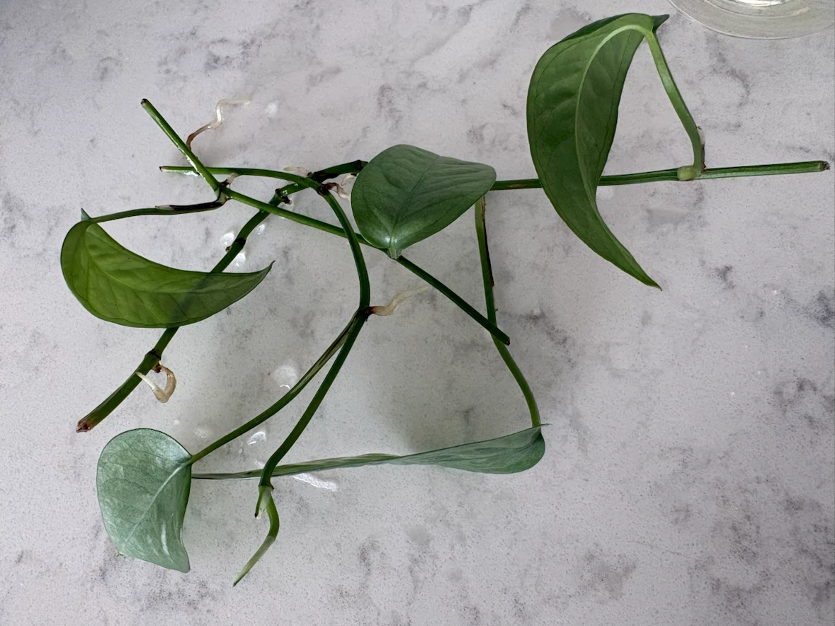 Cebu blue pothos rooted cuttings