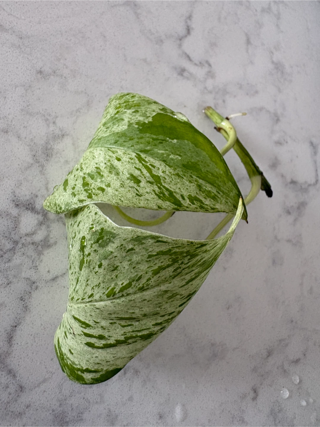 Marble Queen Pothos Cutting
