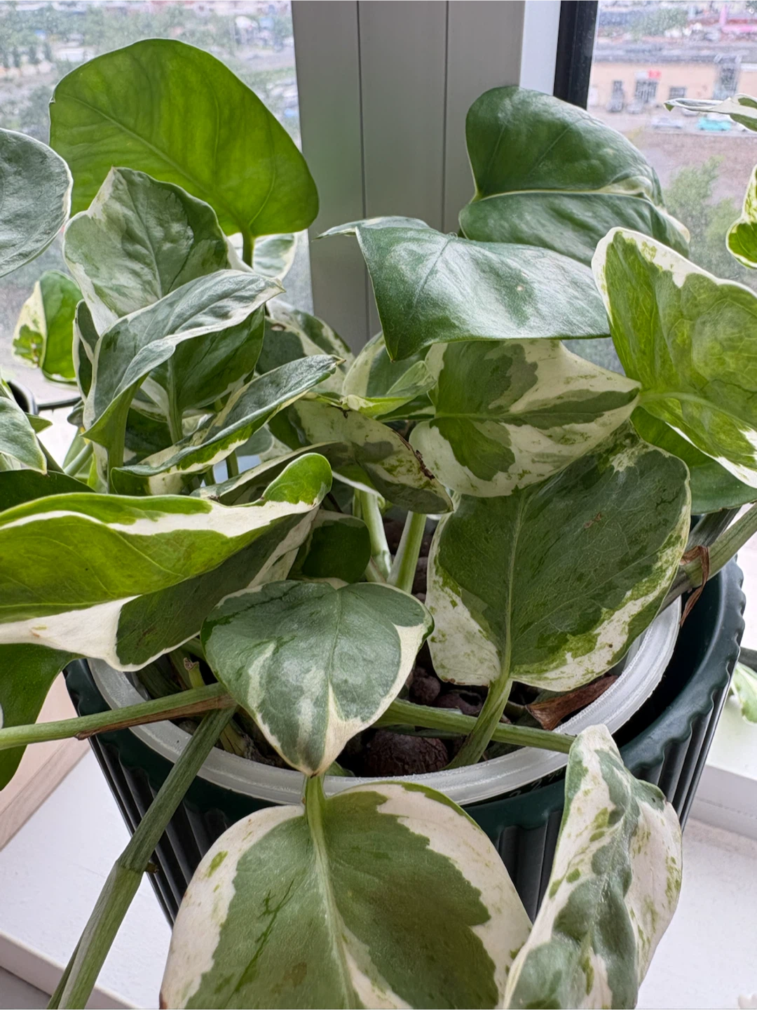 Pearl & jade pothos rooted cuttings