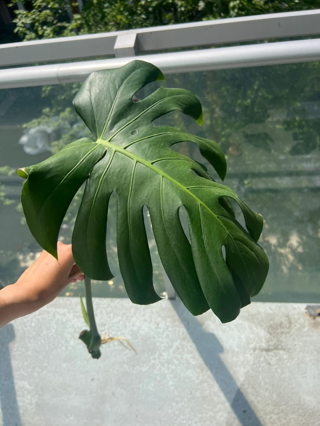 New leaf Monstera Deliciosa Plant Cutting with Roots