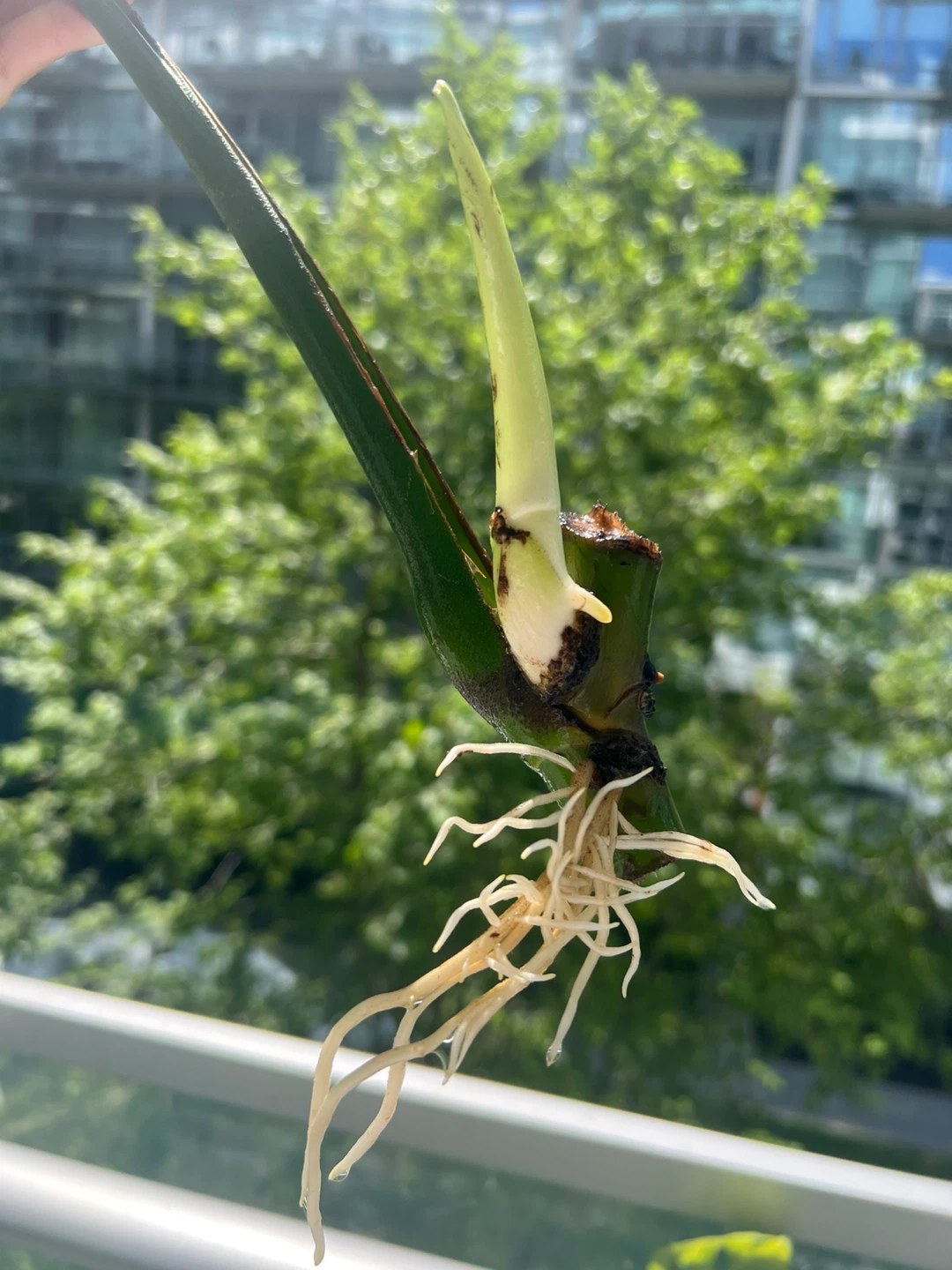 New leaf Monstera Deliciosa Plant Cutting with Roots - photo 2