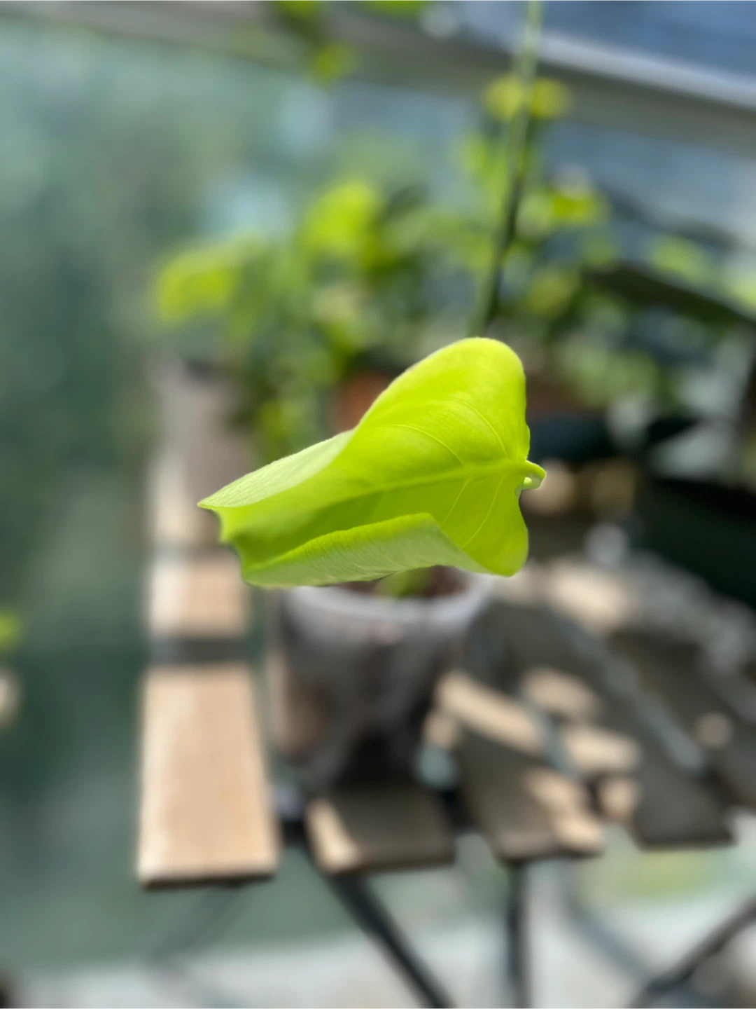 Monstera Deliciosa Plant - photo 2