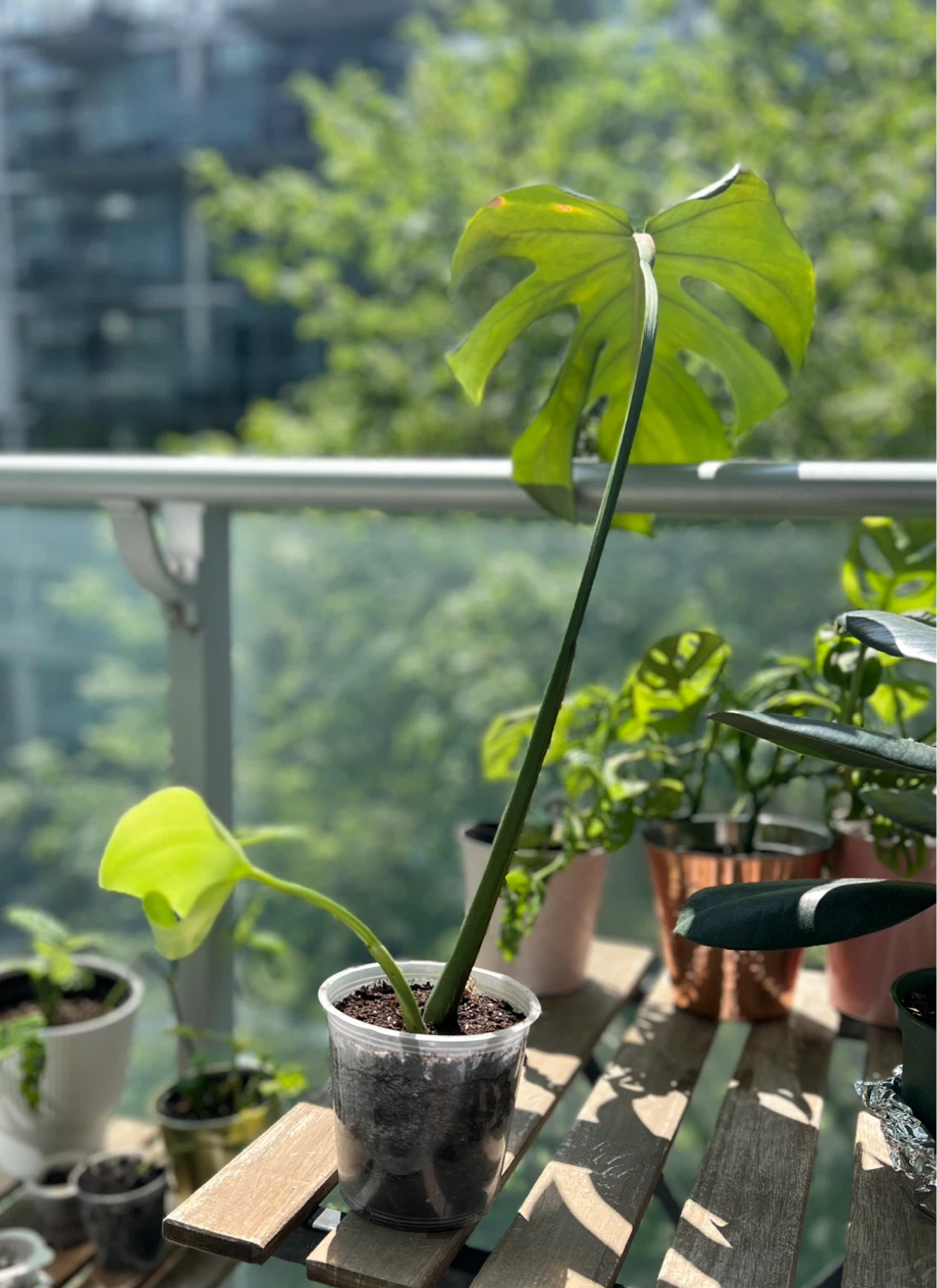 Monstera Deliciosa Plant