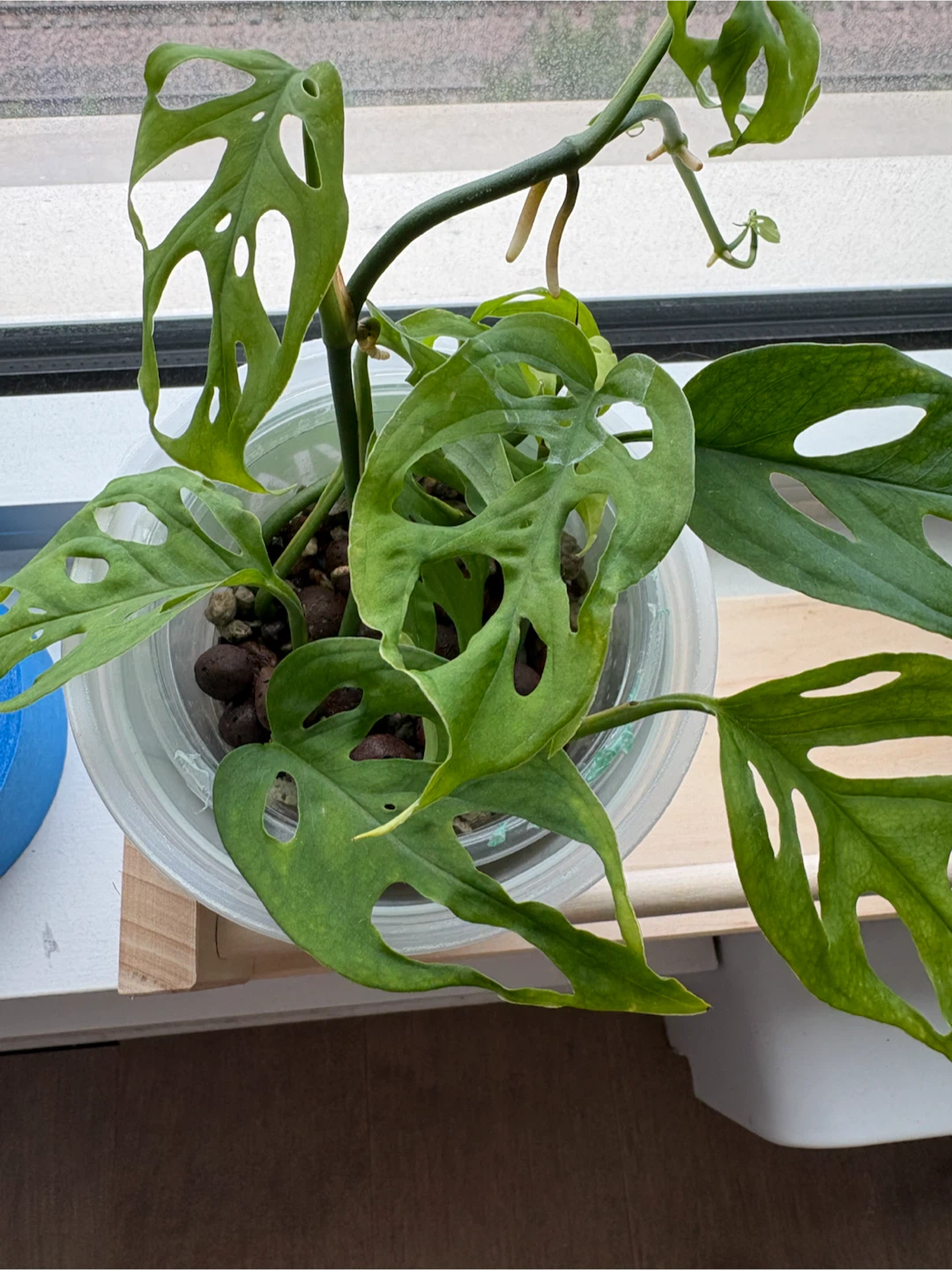 Monstera Adansonii