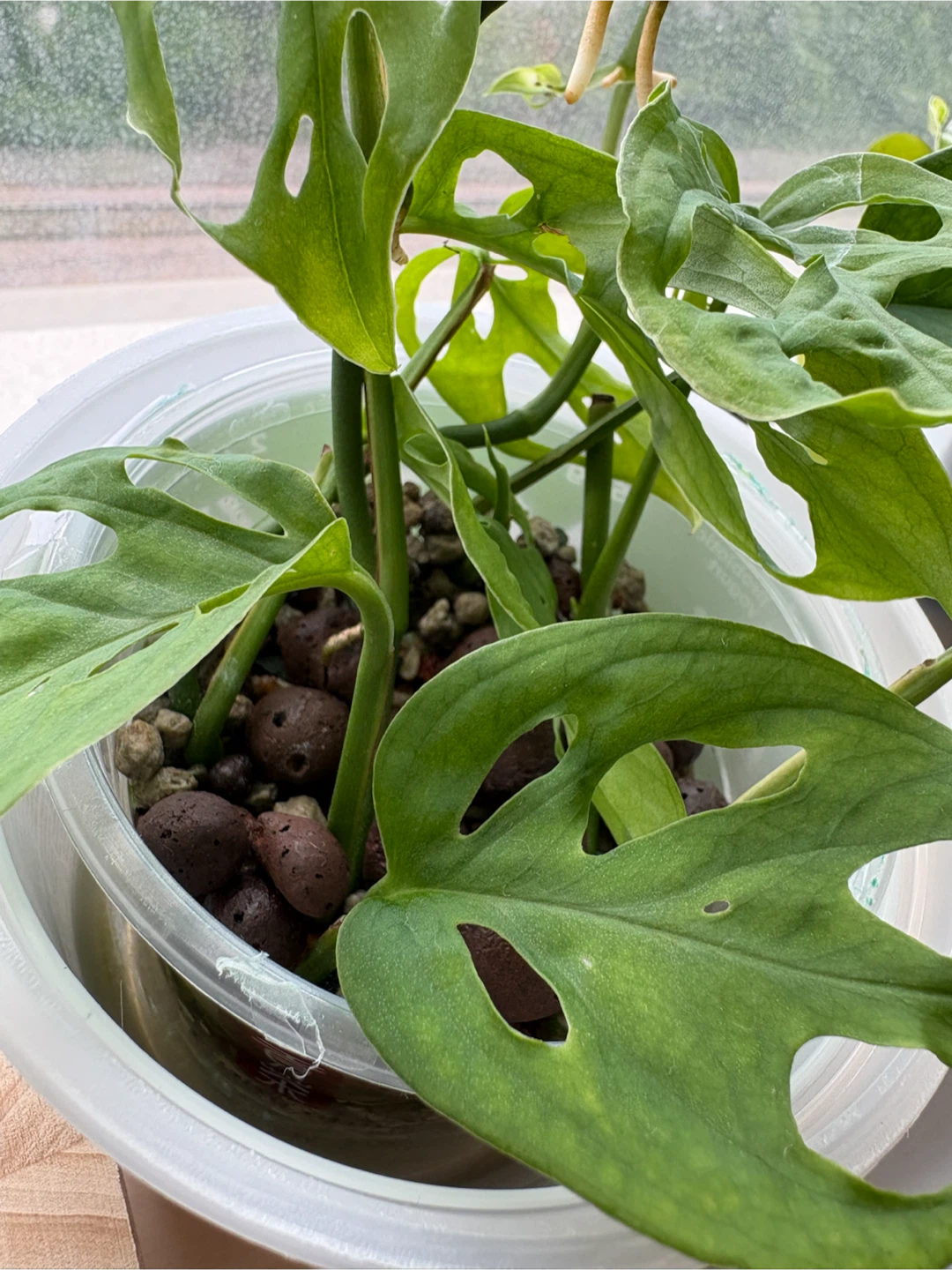 Monstera Adansonii - photo 2
