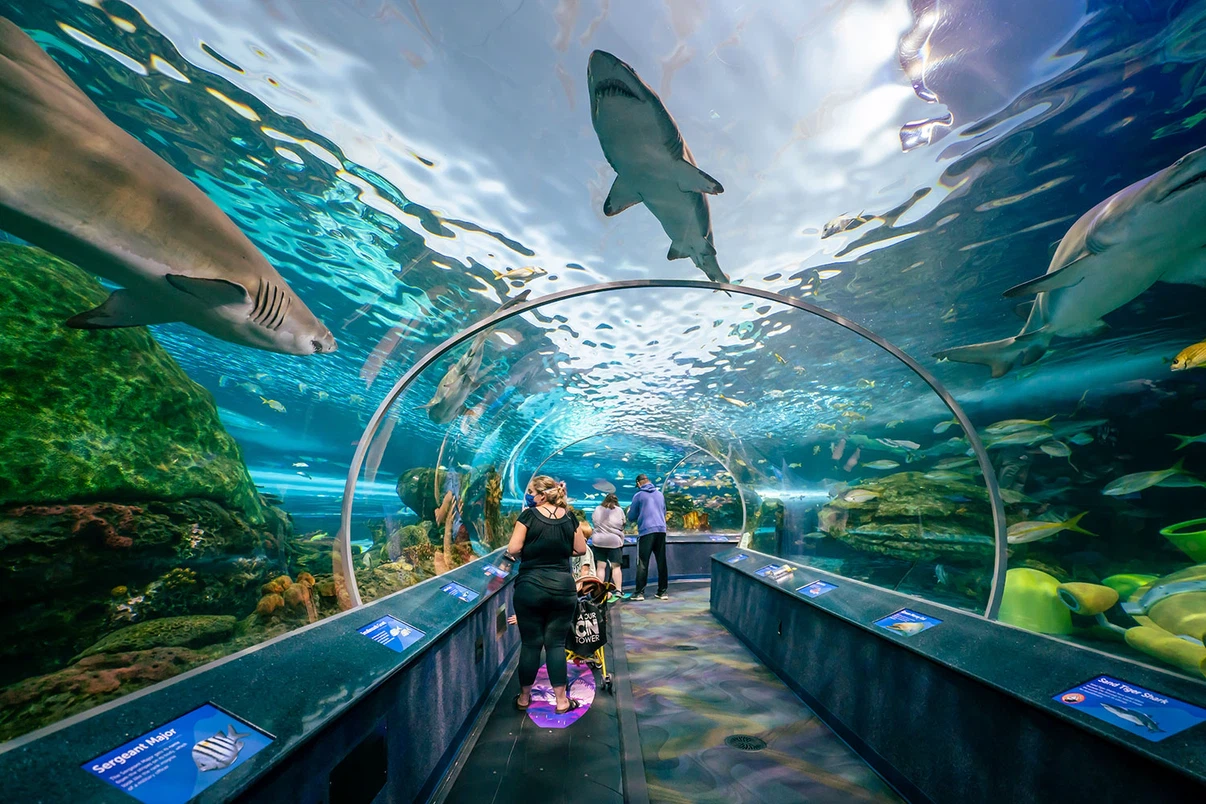Aquarium Ticket