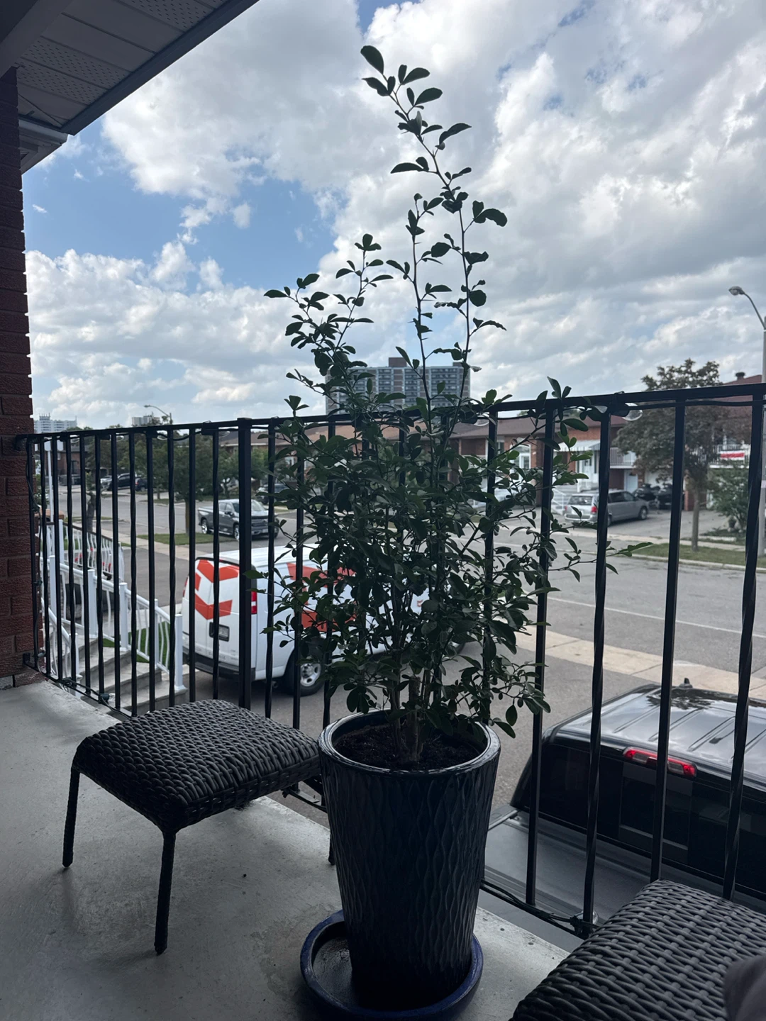 Lemmon tree