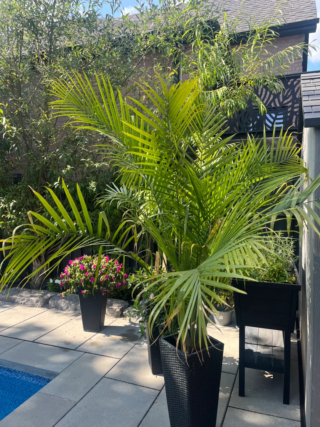 Large Palm Tree - photo 3