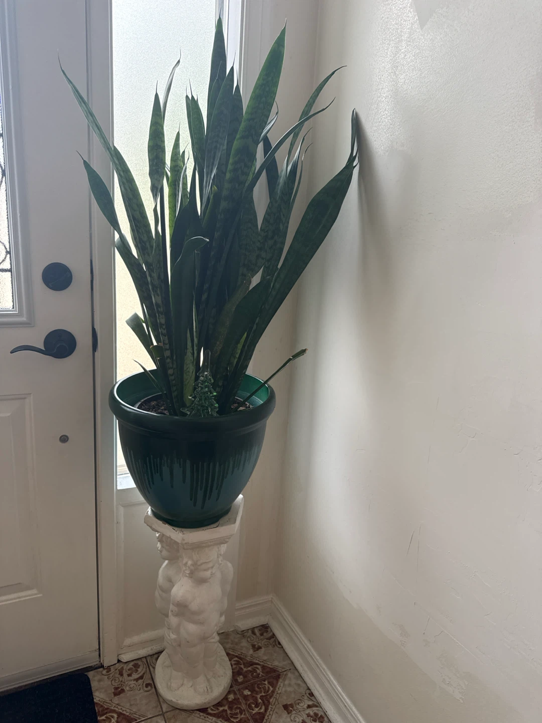 Snake Plant in Decorative Pedestal Planter - photo 2