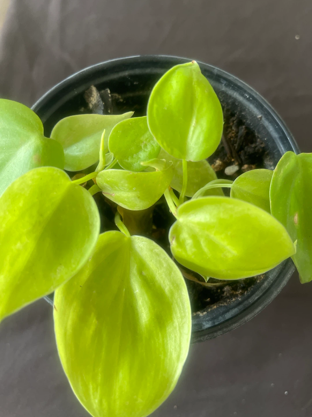 Neon Philodendron Houseplant