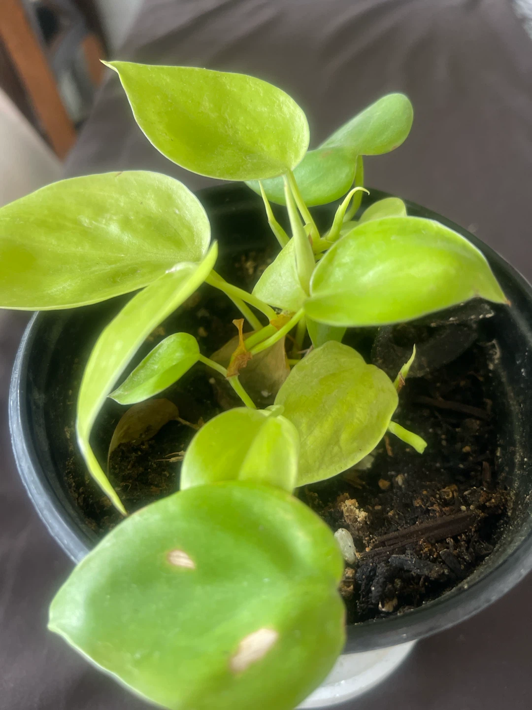 Neon Philodendron Houseplant - photo 2
