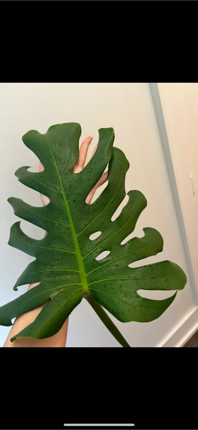 Monstera Deliciosa Plant Cutting