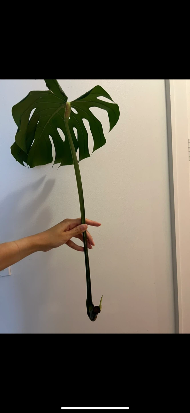 Monstera Deliciosa Plant Cutting - photo 2