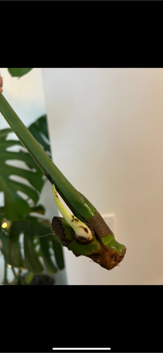 Monstera Deliciosa Plant Cutting - photo 3