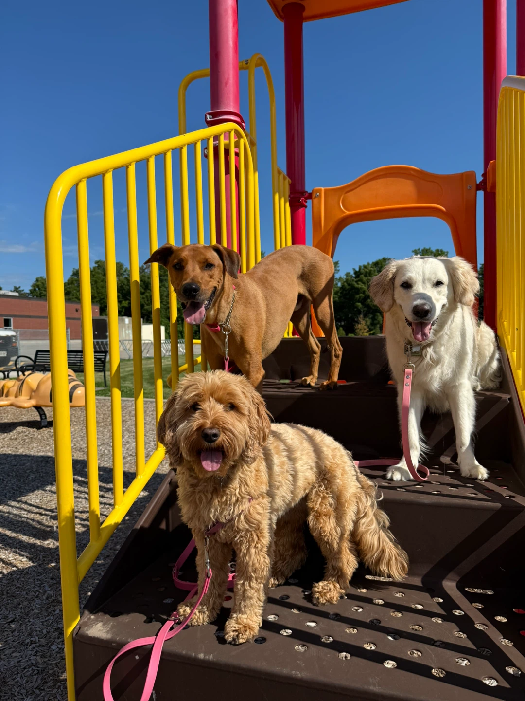 Dog Walking Services
