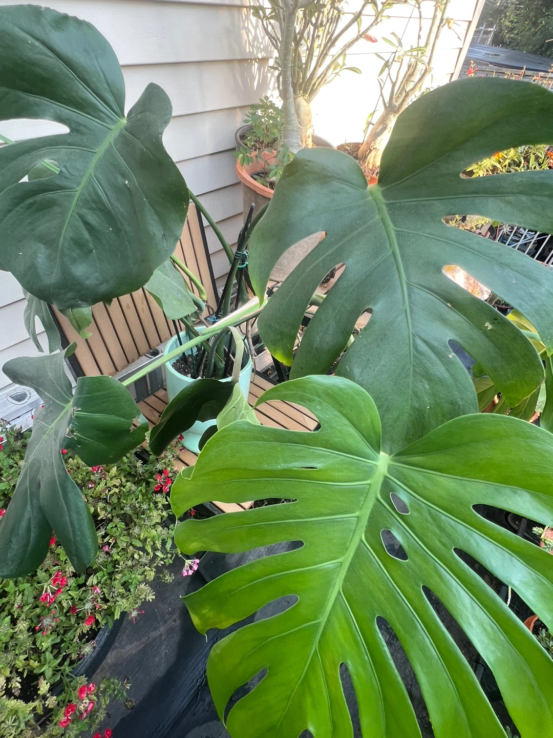 Monstera Deliciosa Plant