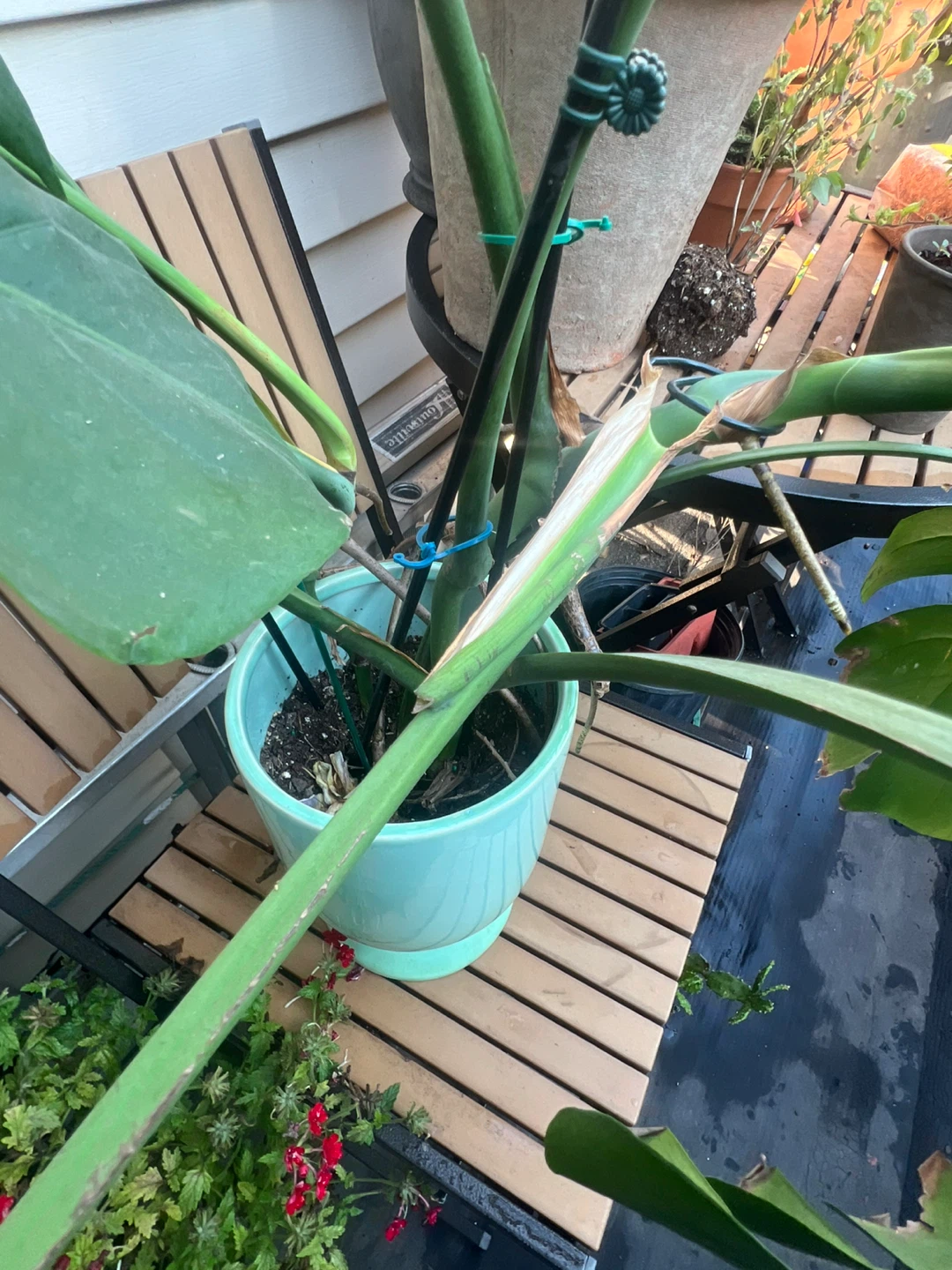 Monstera Deliciosa Plant - photo 2