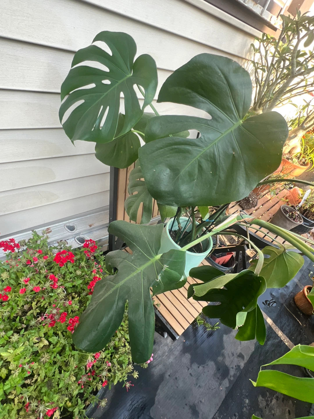 Monstera Deliciosa Plant - photo 3
