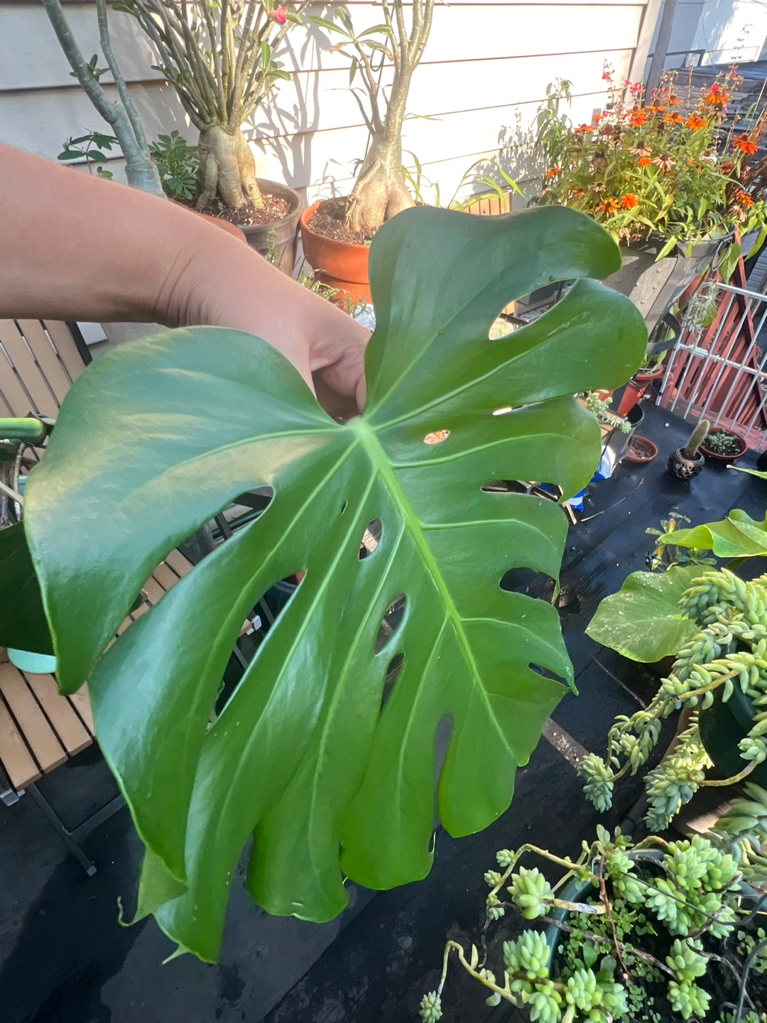 Monstera Deliciosa Plant - photo 4