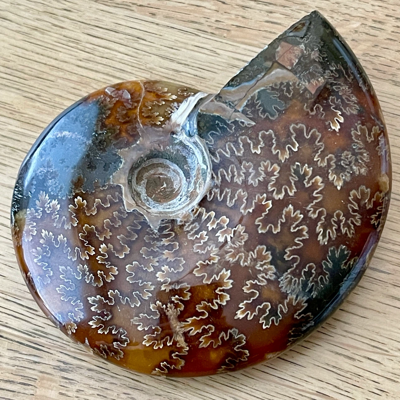 Whole Cleoniceras Ammonite fossil specimen