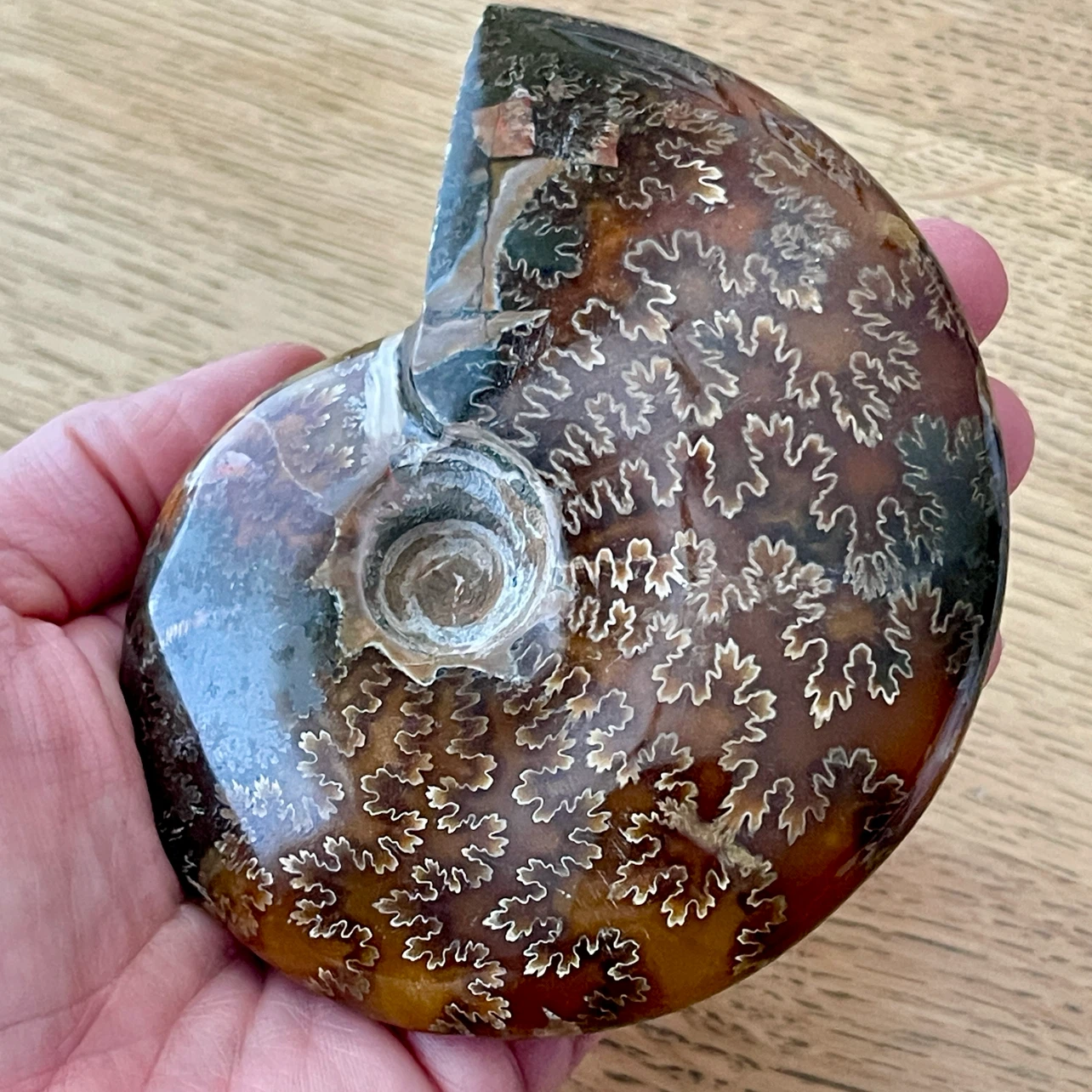 Whole Cleoniceras Ammonite fossil specimen - photo 2