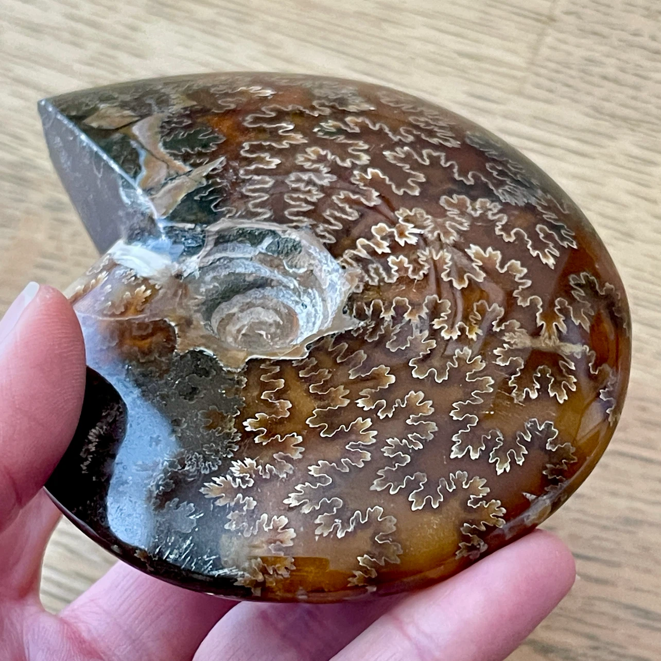 Whole Cleoniceras Ammonite fossil specimen - photo 3
