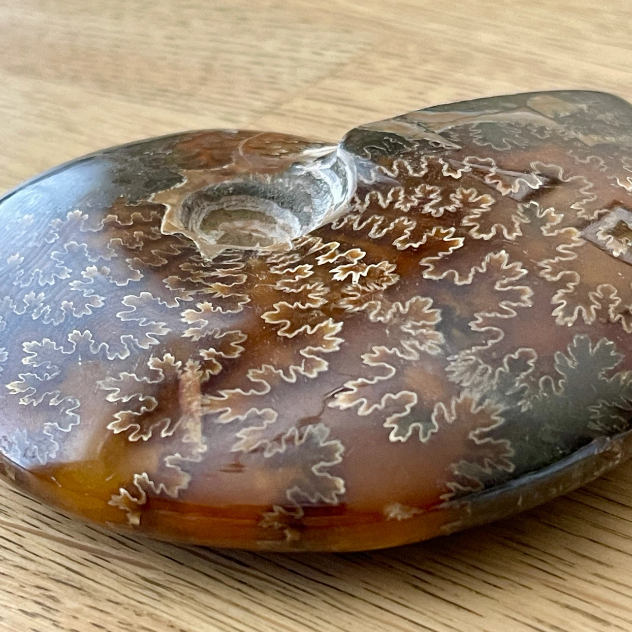 Whole Cleoniceras Ammonite fossil specimen - photo 4