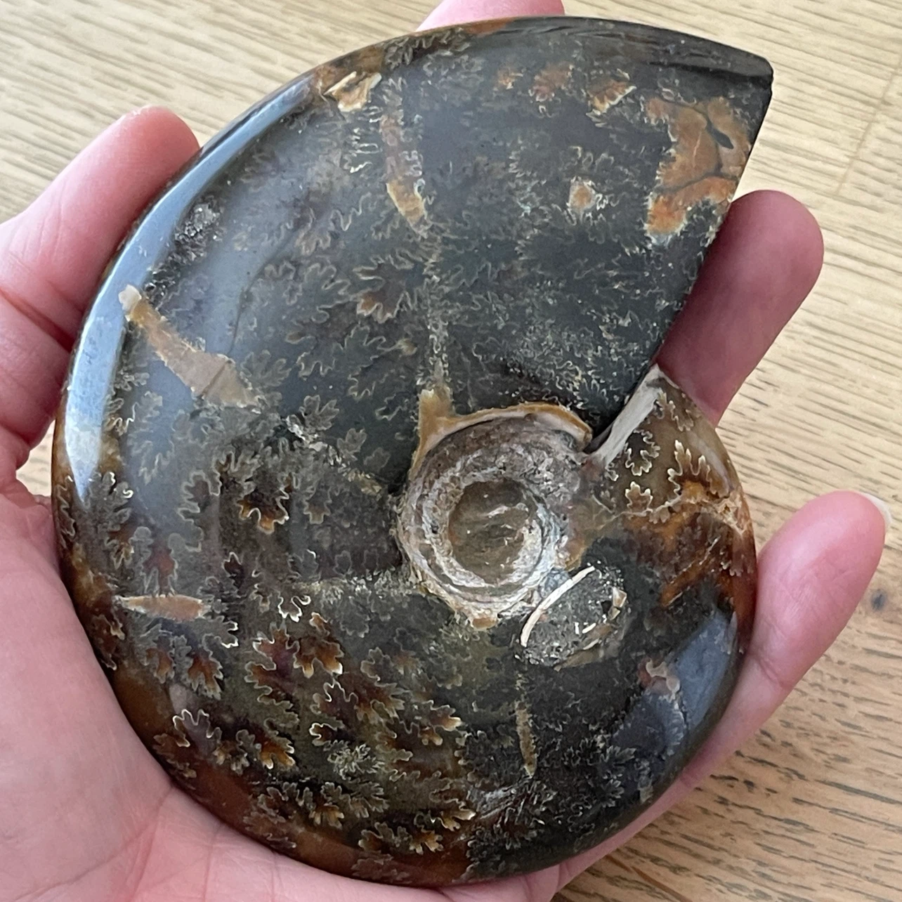 Whole Cleoniceras Ammonite fossil specimen - photo 5