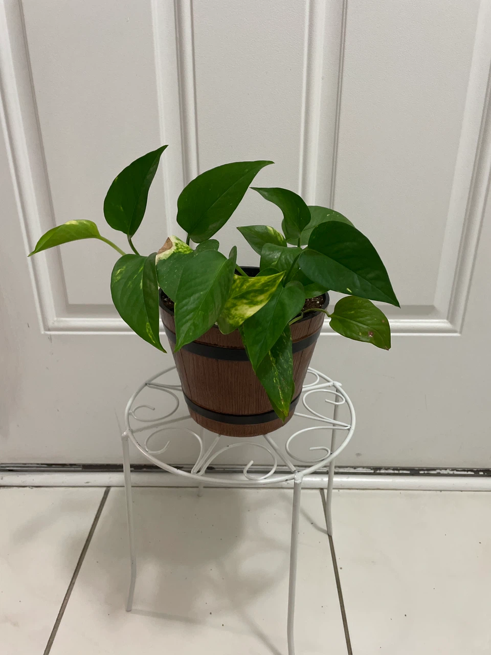Pothos Plant in Decorative Pot and stand included