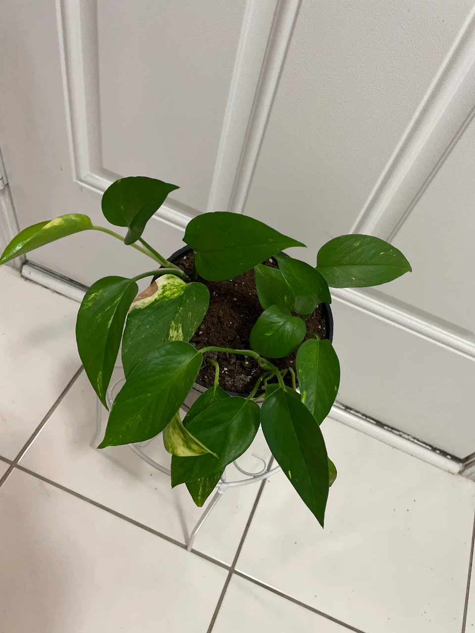 Pothos Plant in Decorative Pot and stand included - photo 2