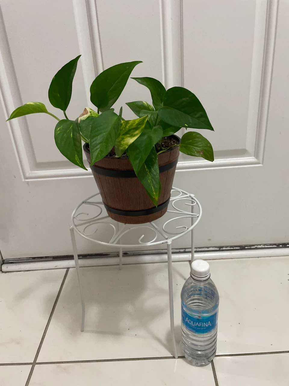 Pothos Plant in Decorative Pot and stand included - photo 3