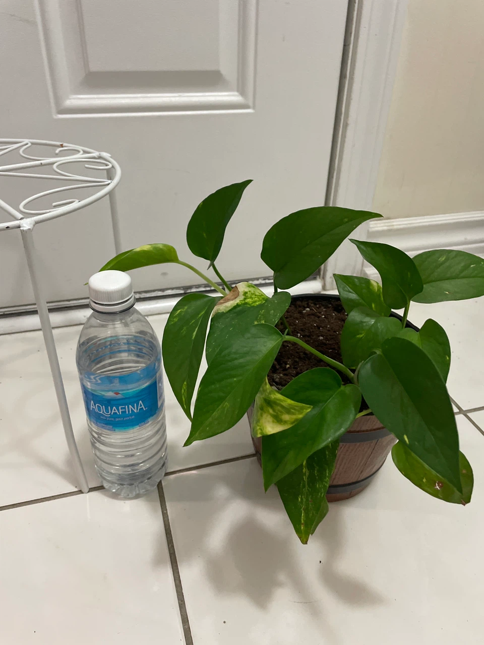 Pothos Plant in Decorative Pot and stand included - photo 4