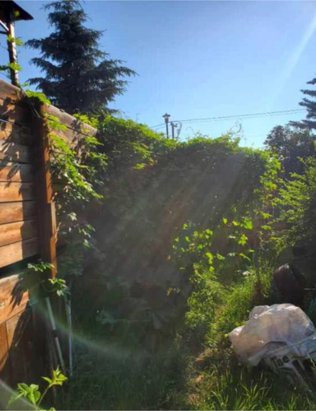 Healthy Hops Plants x 2 (price is for both) - photo 2
