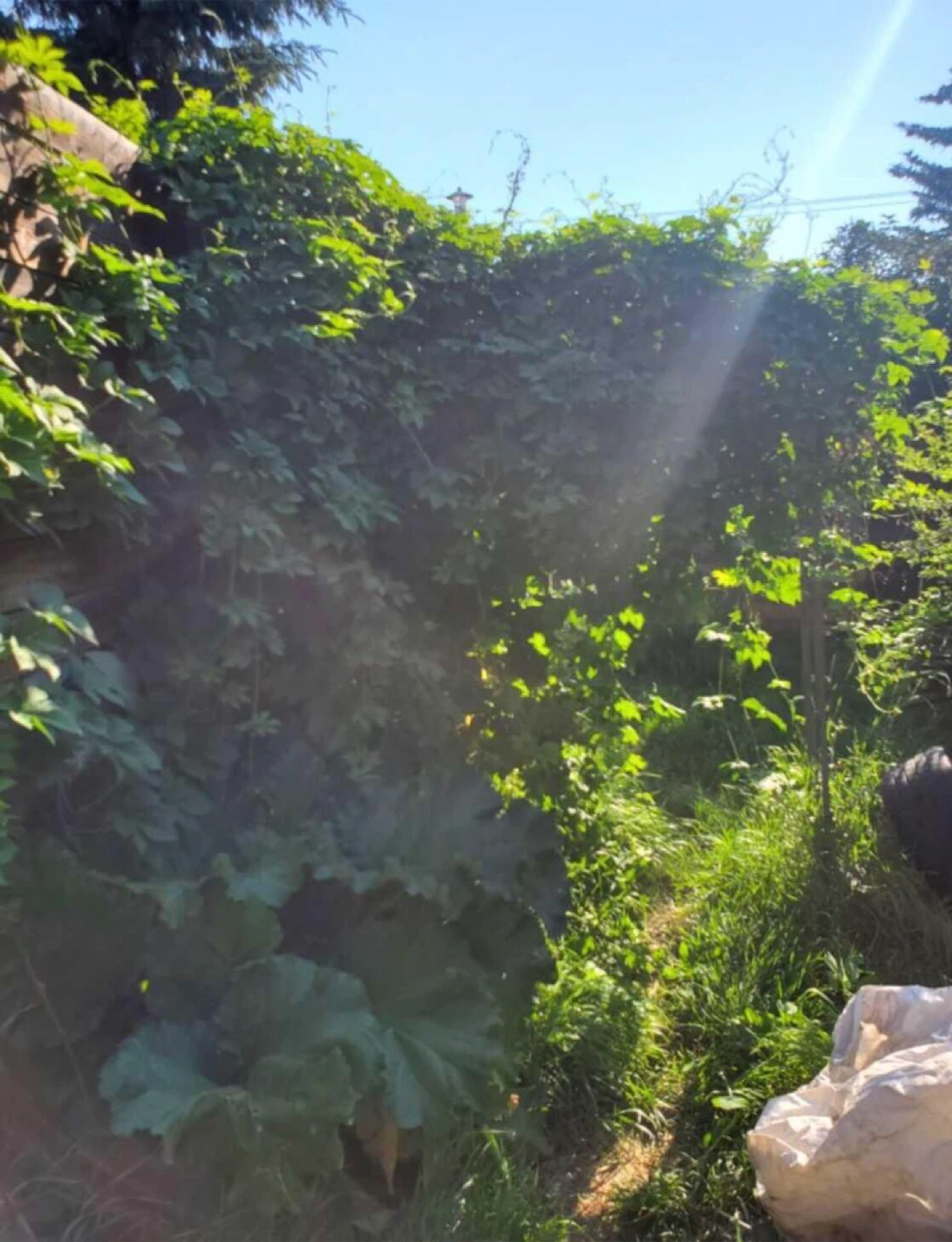 Healthy Hops Plants x 2 (price is for both)
