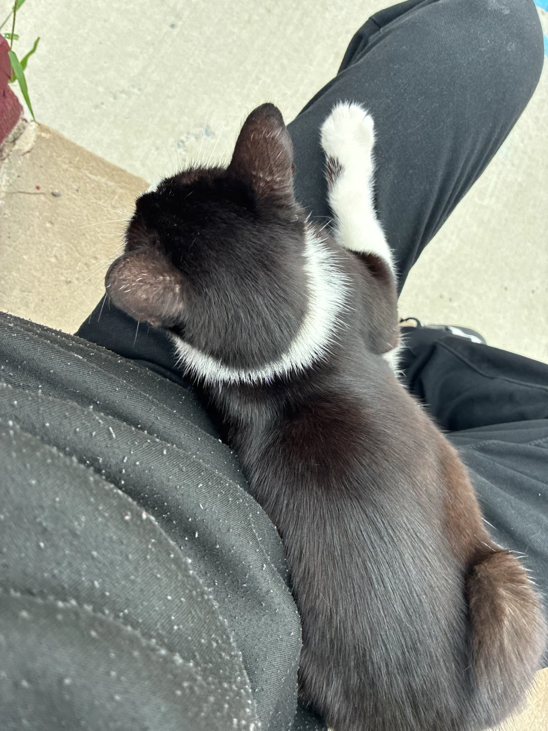 Teenage white and black cat