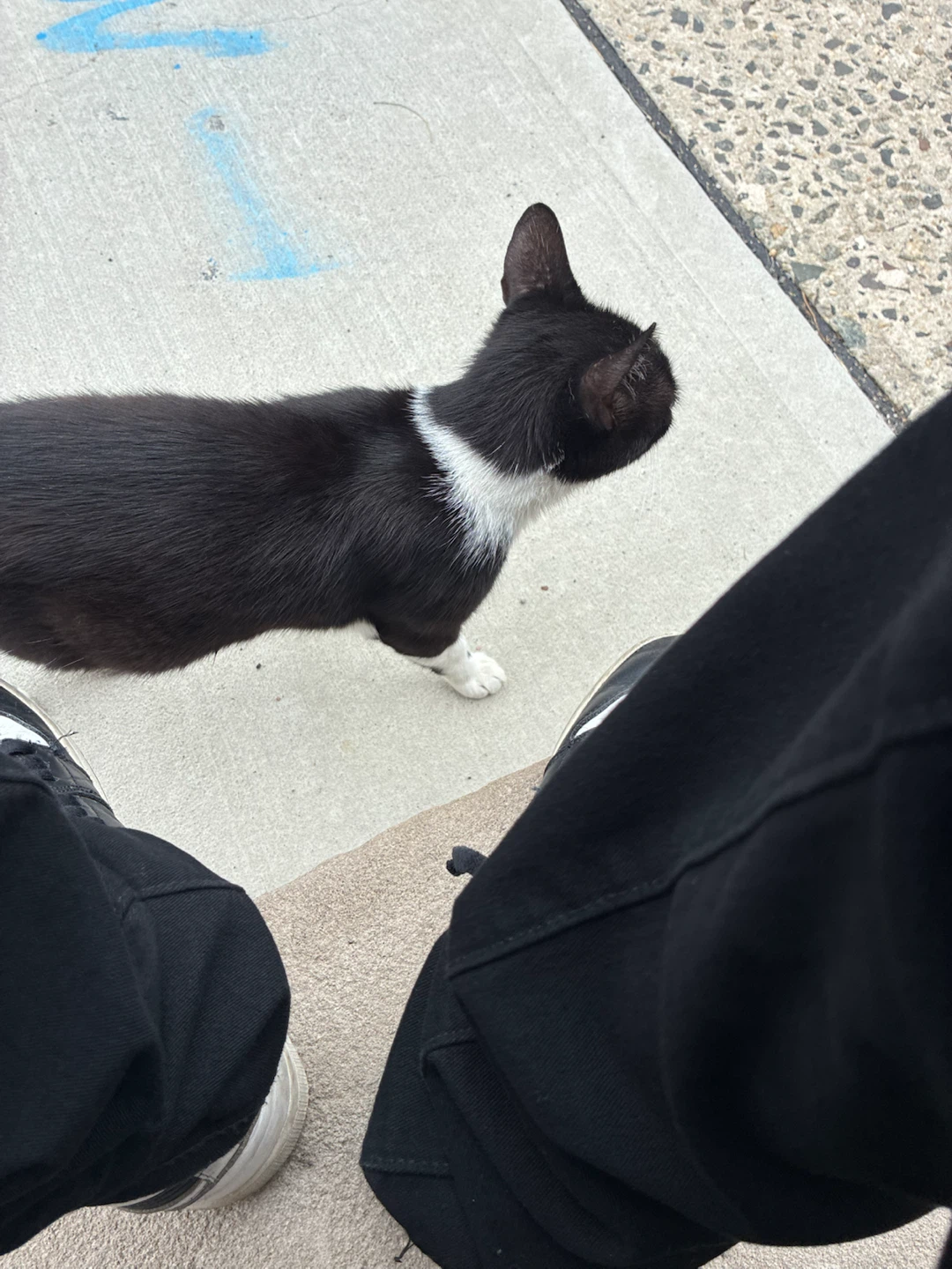 Teenage white and black cat - photo 2
